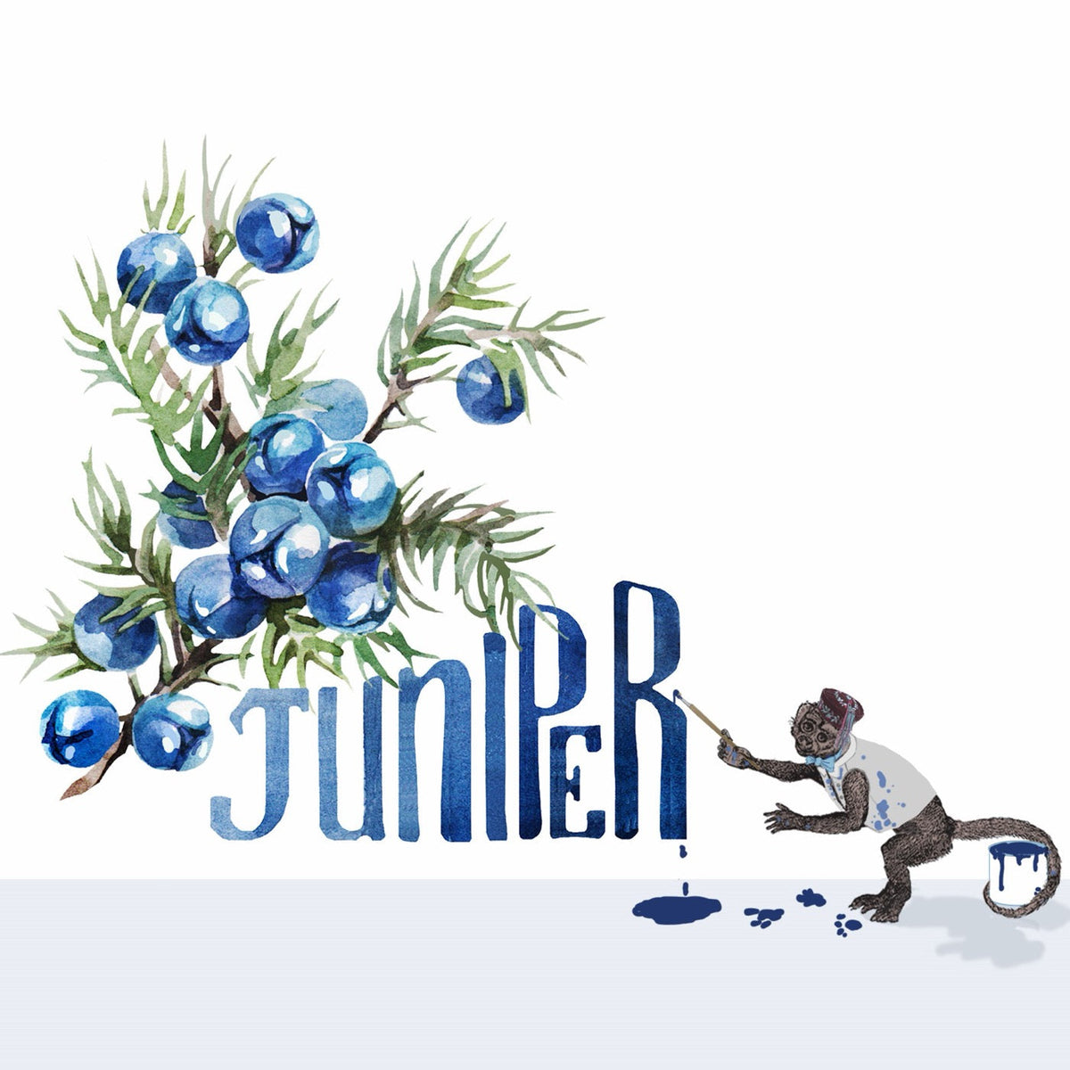 Junipers Use in perfumery