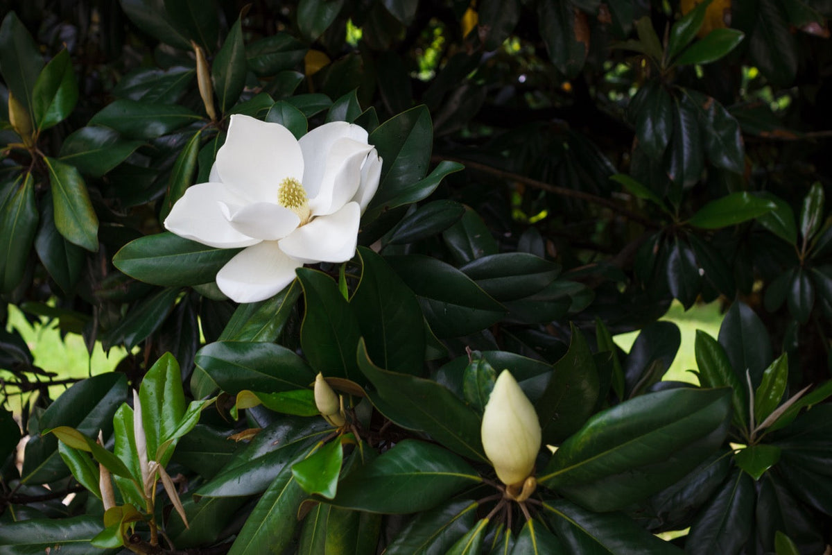 Magnolia in perfume