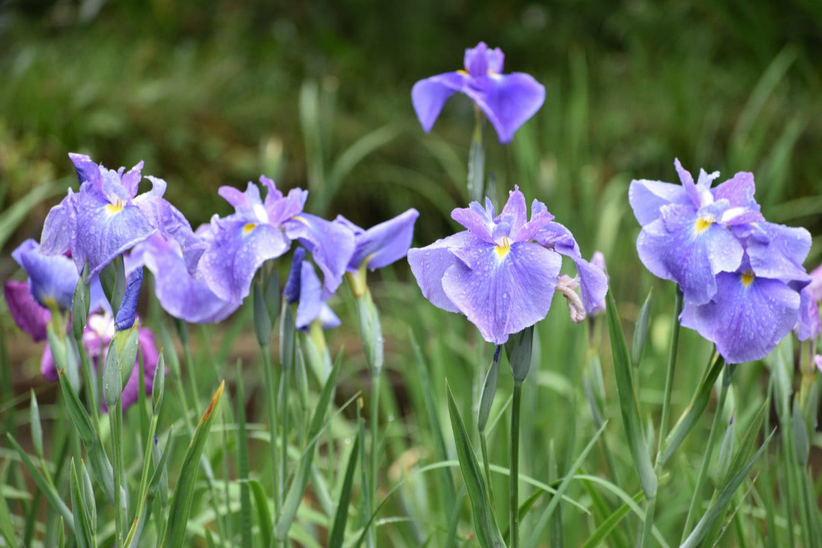 Orris | A Coveted Perfume Ingredient