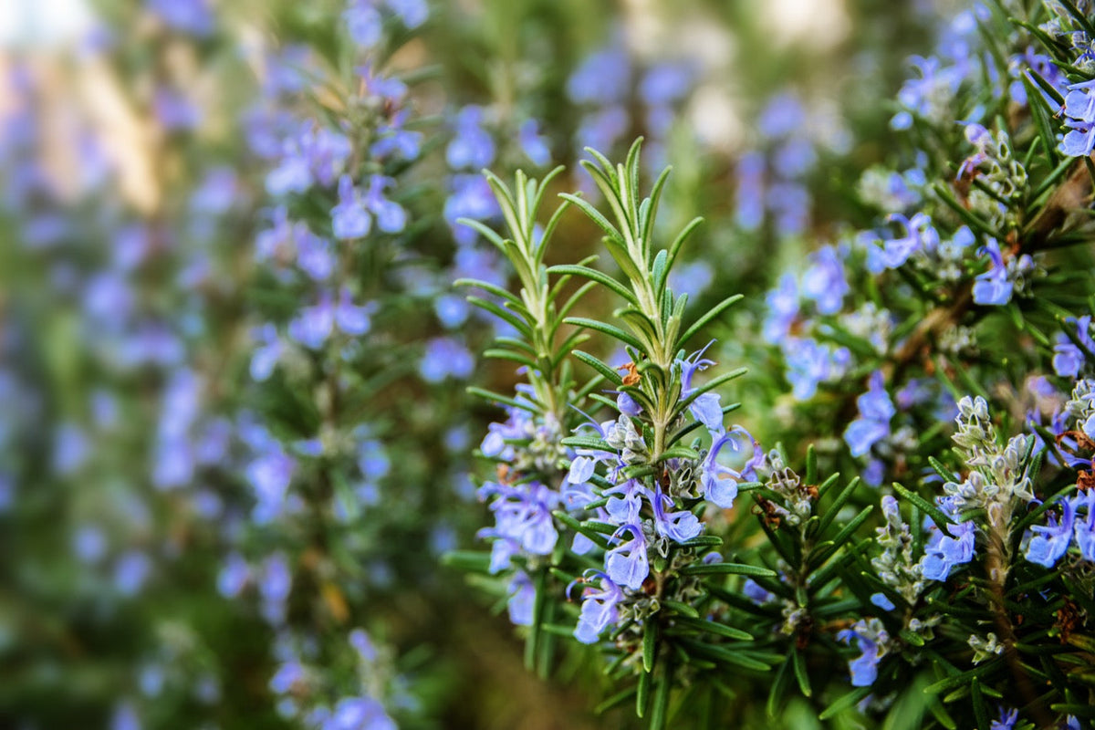 Rosemary in Fragrances | By Plowden & fallow