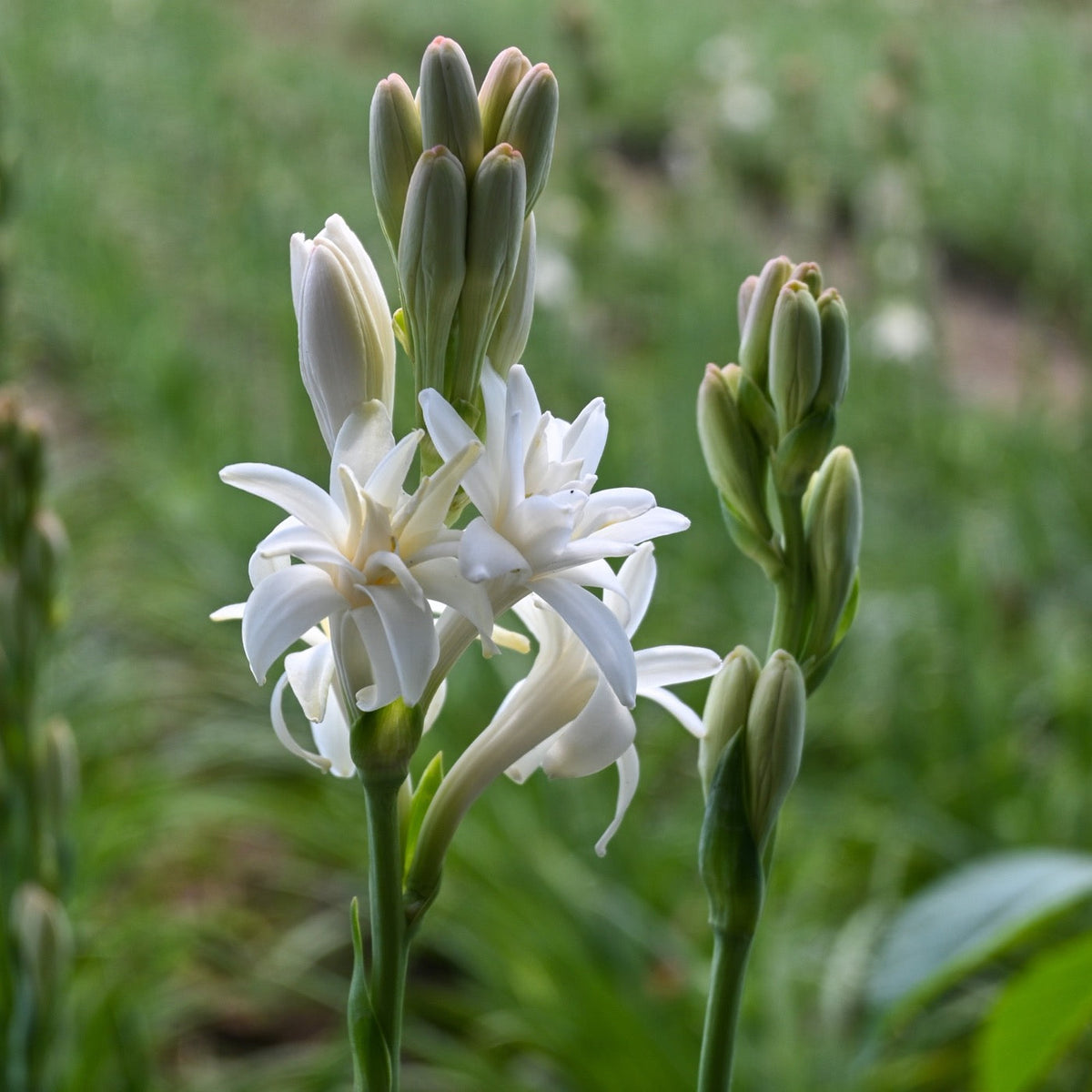 Tuberose in Perfumes
